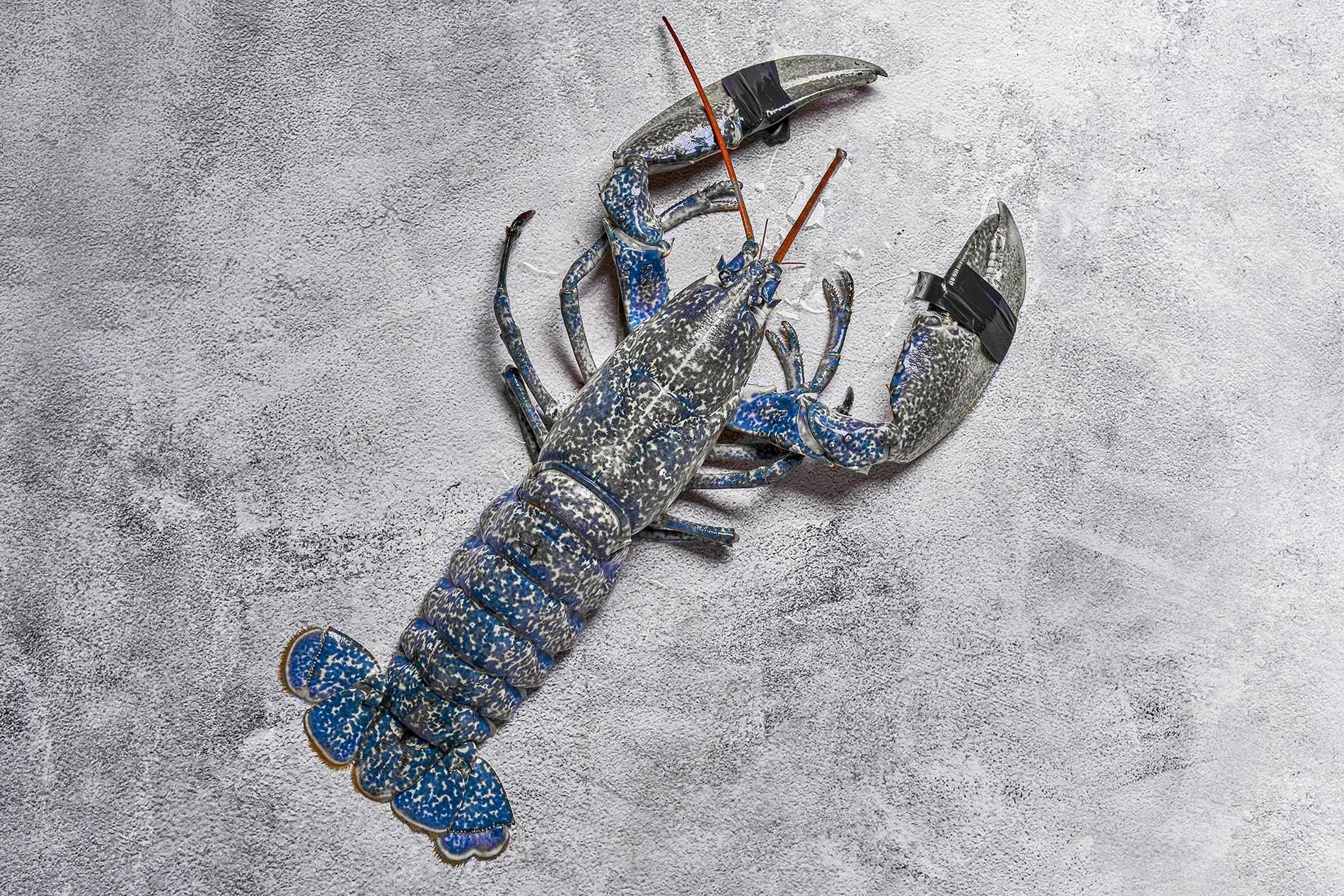 Bogavante azul sobre fondo gris