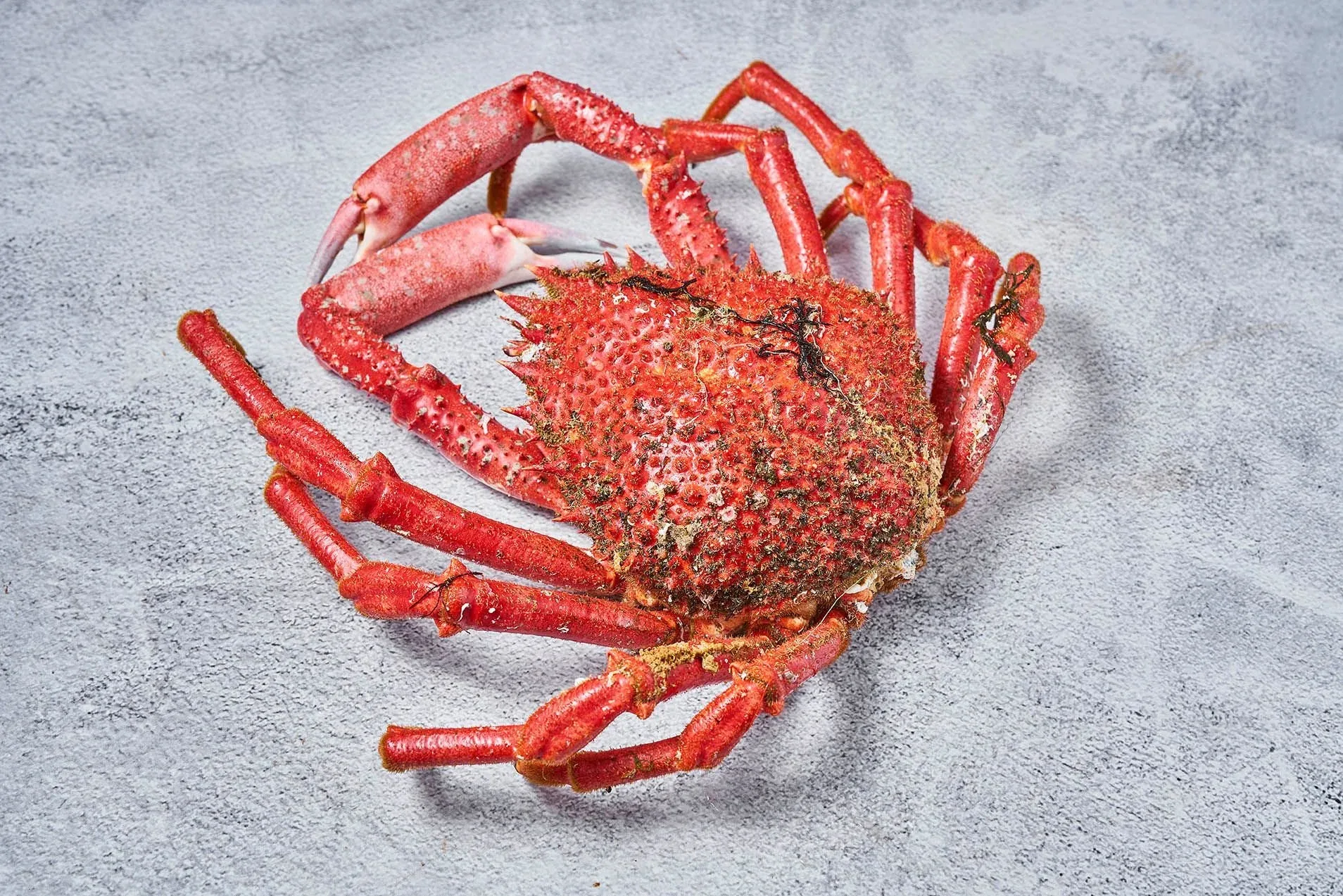 Centolla gallega