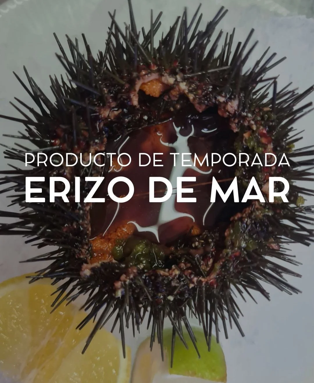 Erizo de mar, producto de temporada