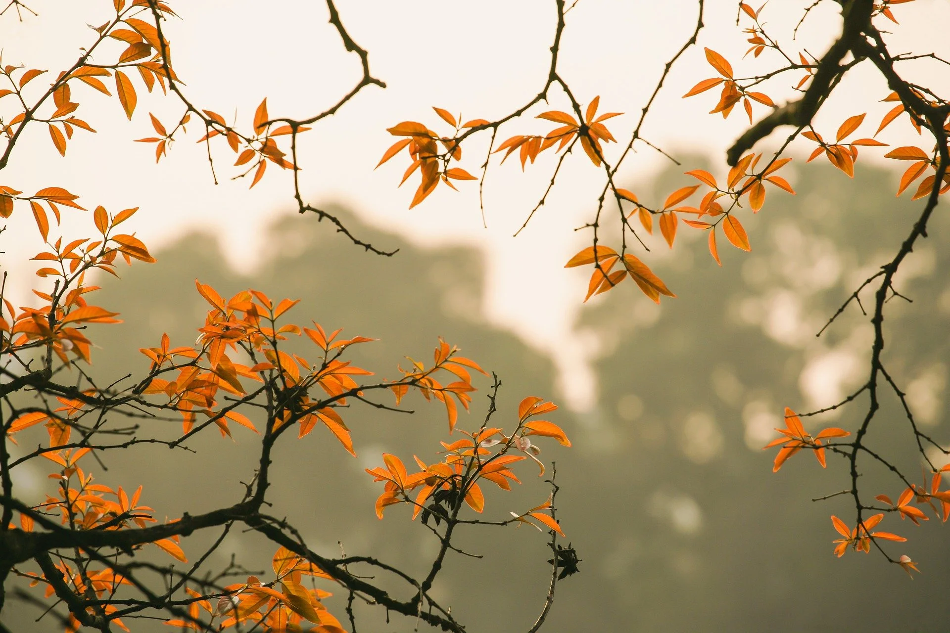 Hojas de otoño en las ramas de un árbol
