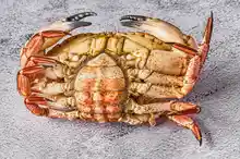 Buey de mar limpio en Ogrelo