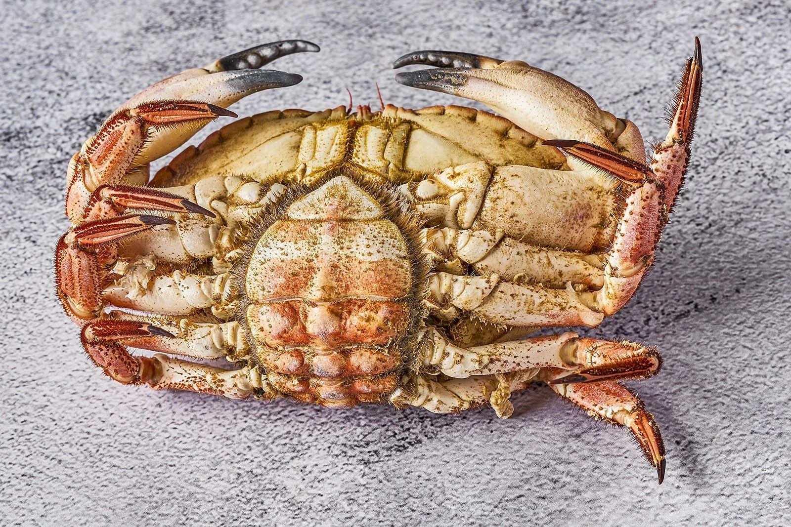 Atlantic Crab at Ogrelo