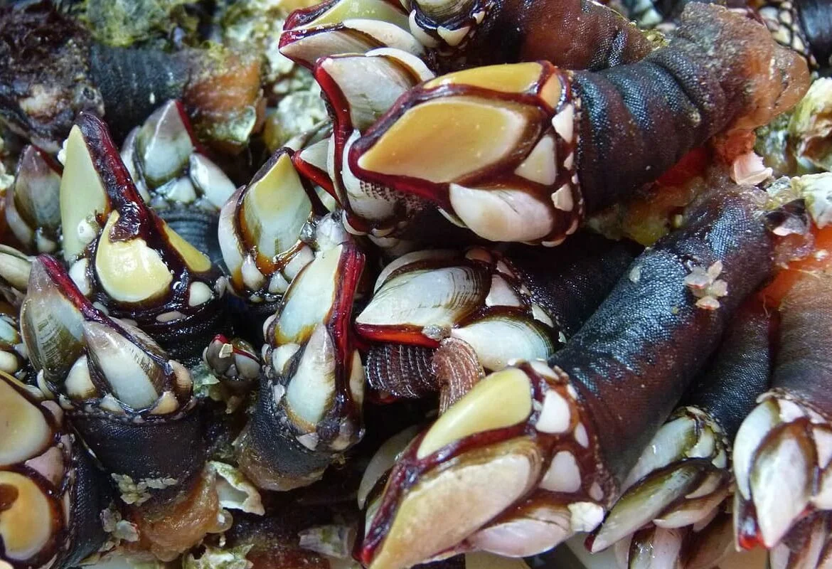 Percebes en Ogrelo