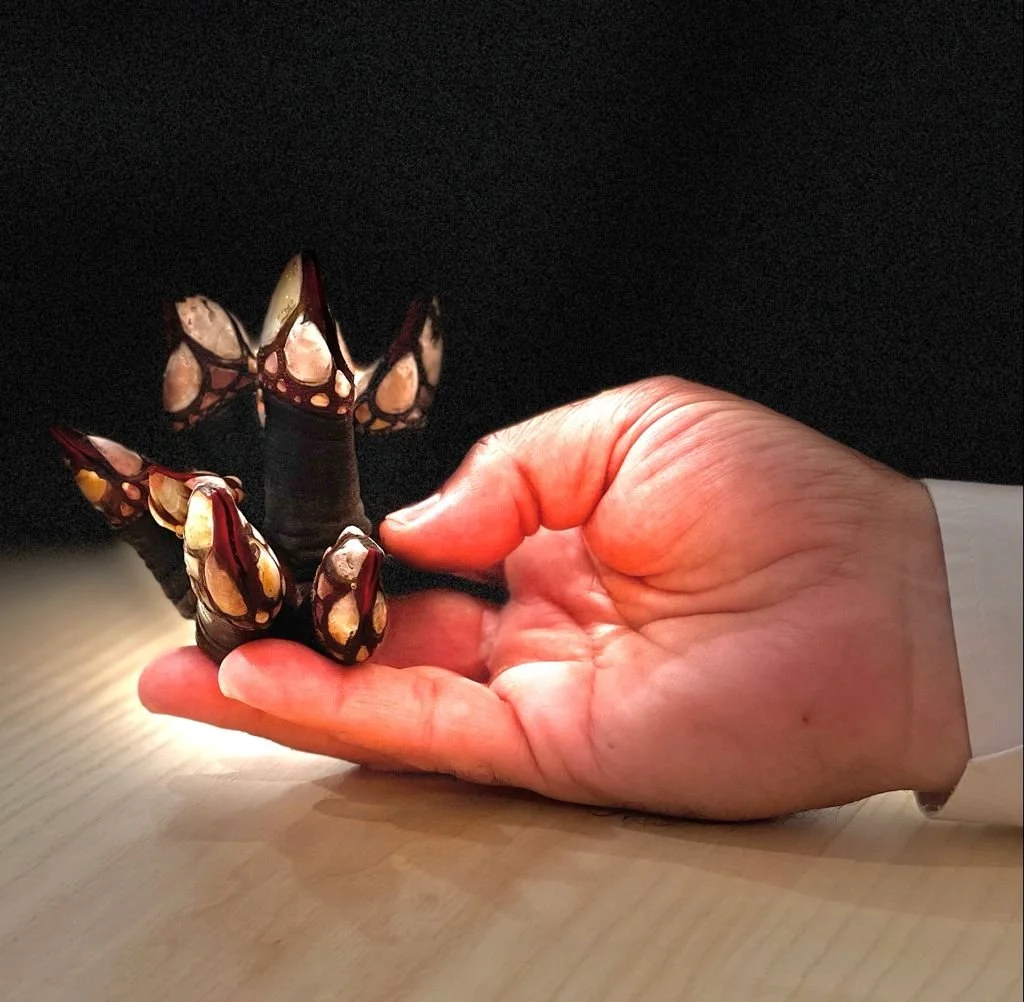 Mano sosteniendo varios percebes