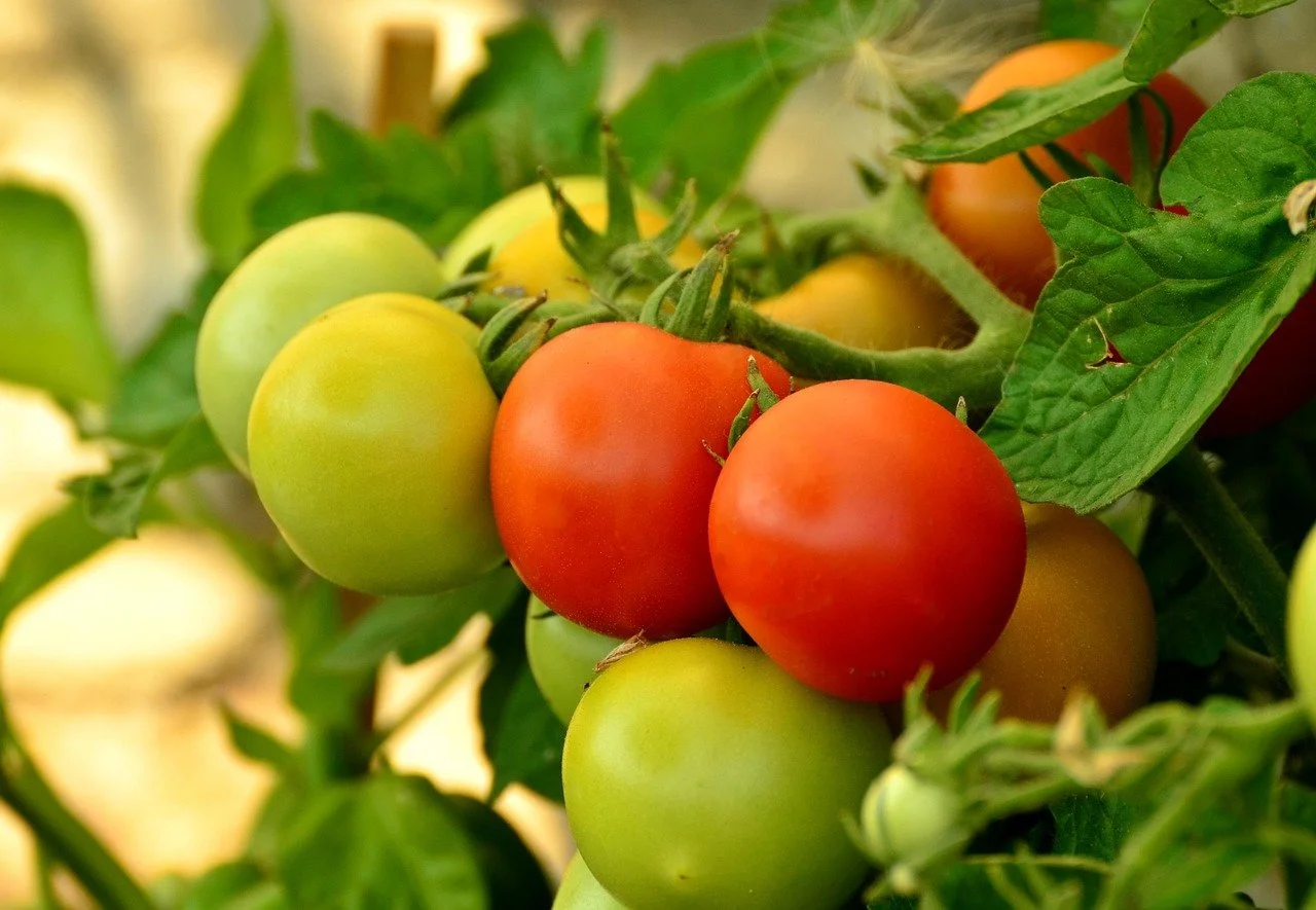 Tomates verdes y maduros en la planta